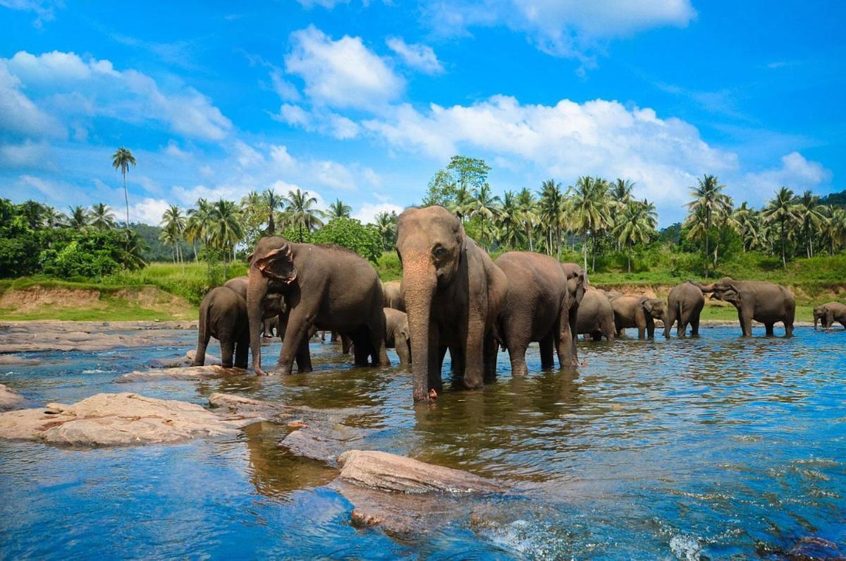 Wild Park Safari Home Stay Udawalawe Exterior foto
